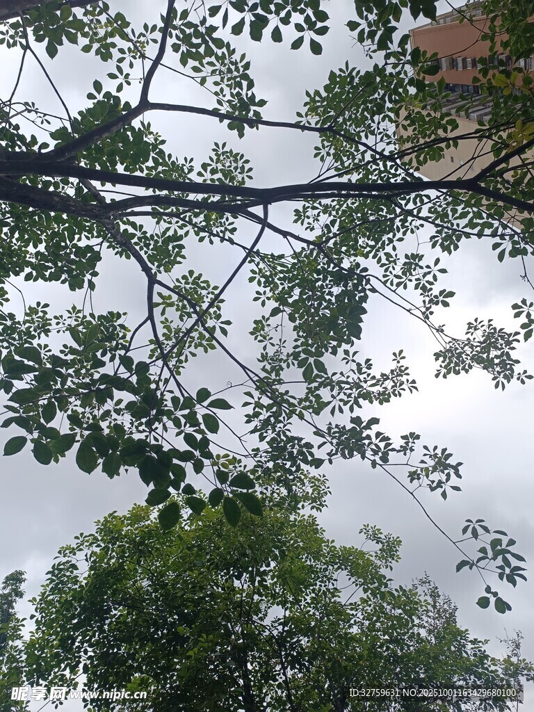 仰视繁茂枝叶与天空