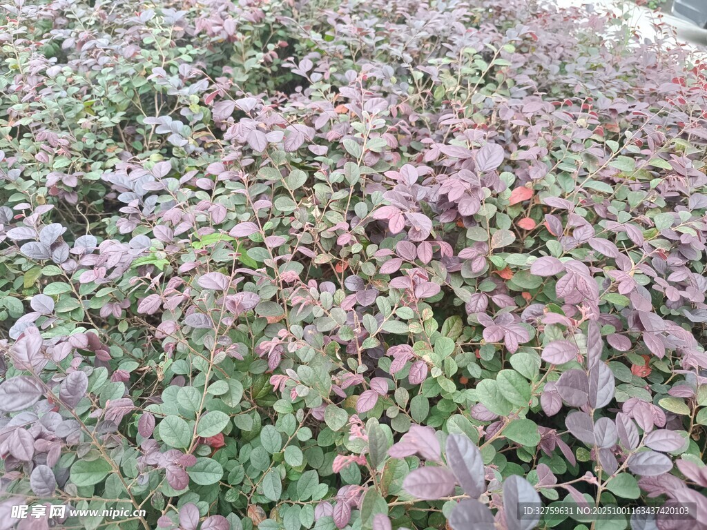 粉绿相间的繁茂植物