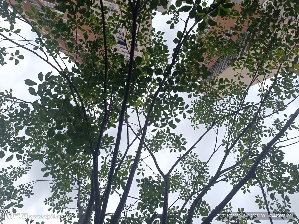 仰视视角下的繁茂绿树