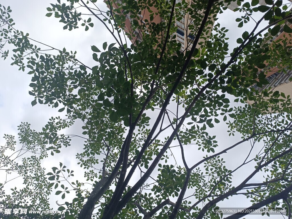 仰视繁茂树木枝叶