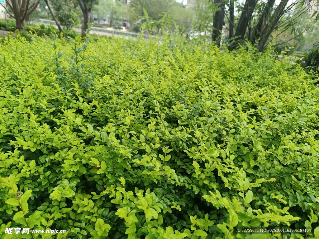 翠绿繁茂的灌木丛景观