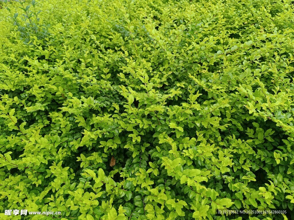 翠绿繁茂的灌木丛