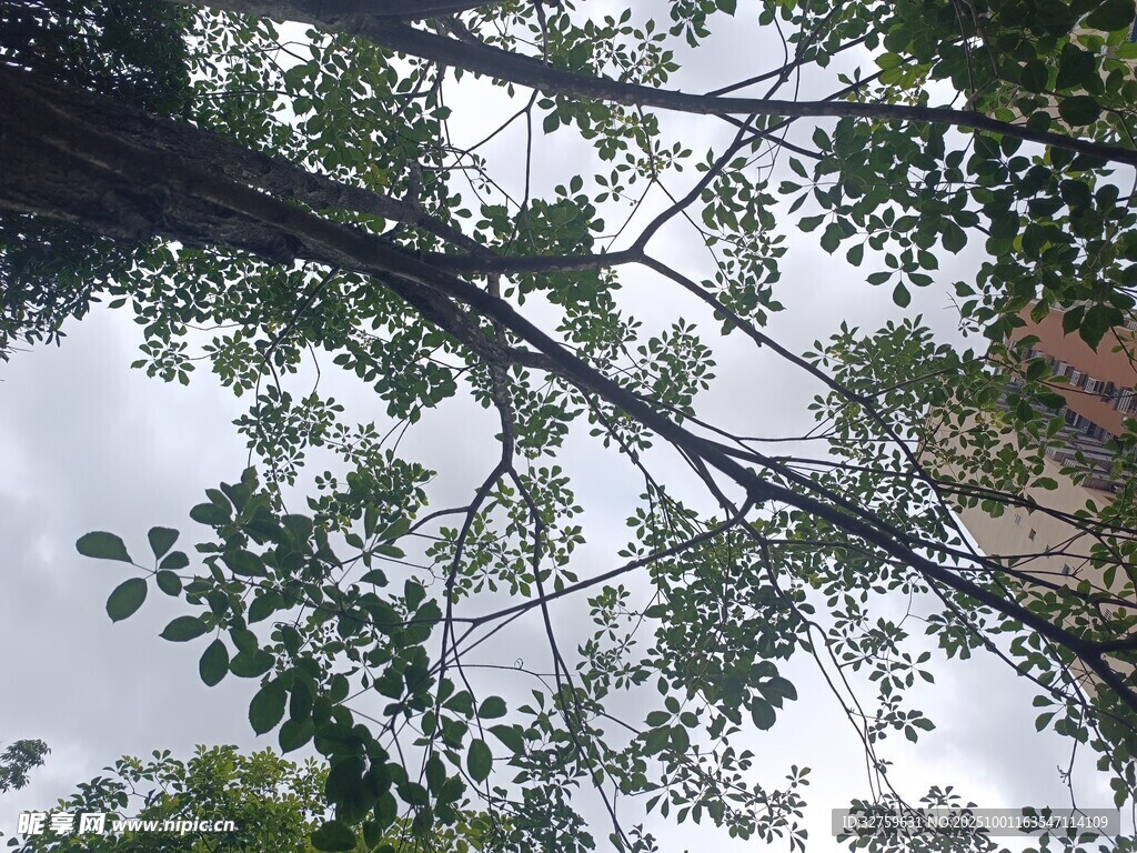 仰视树冠下的繁茂枝叶
