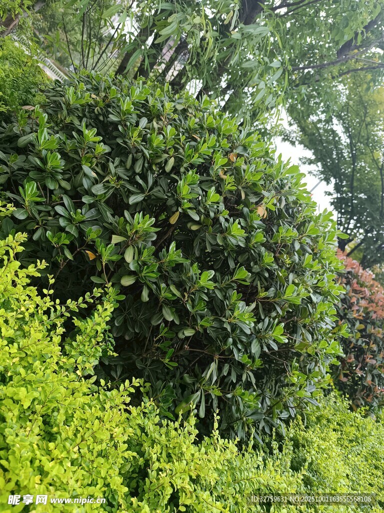 繁茂绿植景观