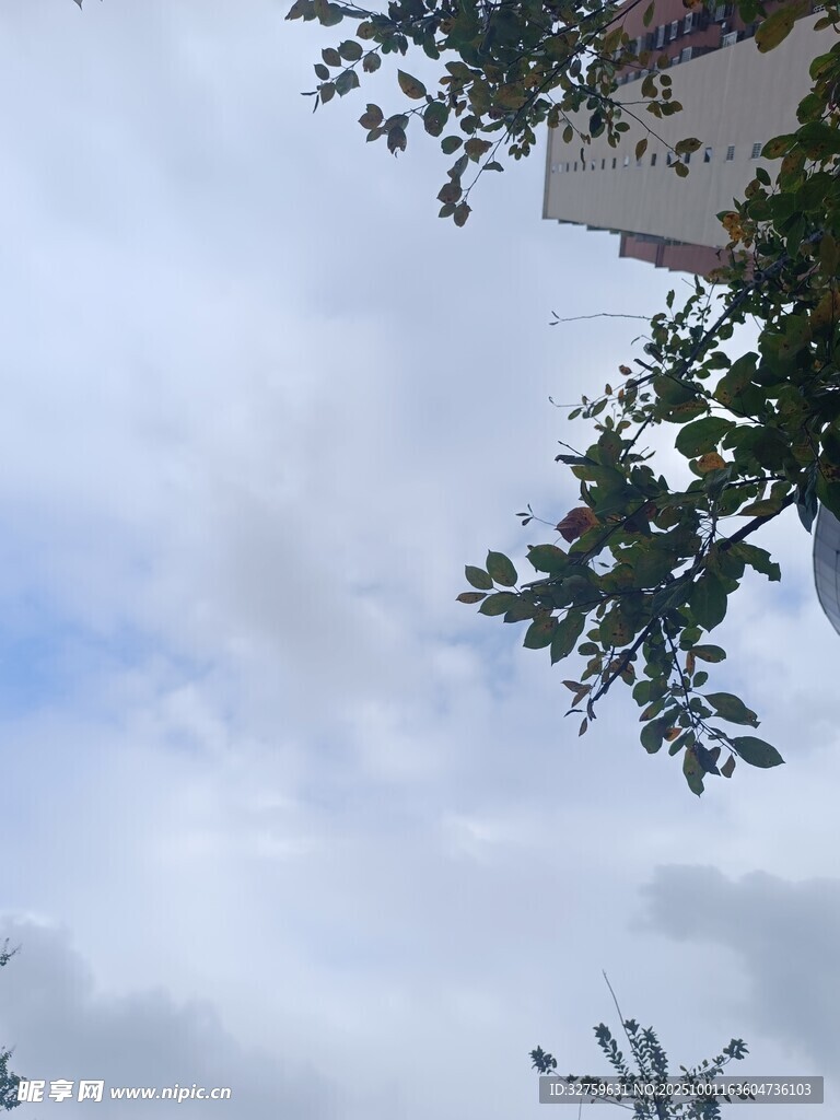 仰视天空与枝叶的景致
