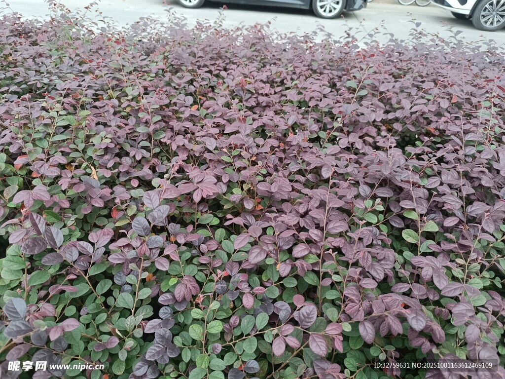 紫叶植物景观