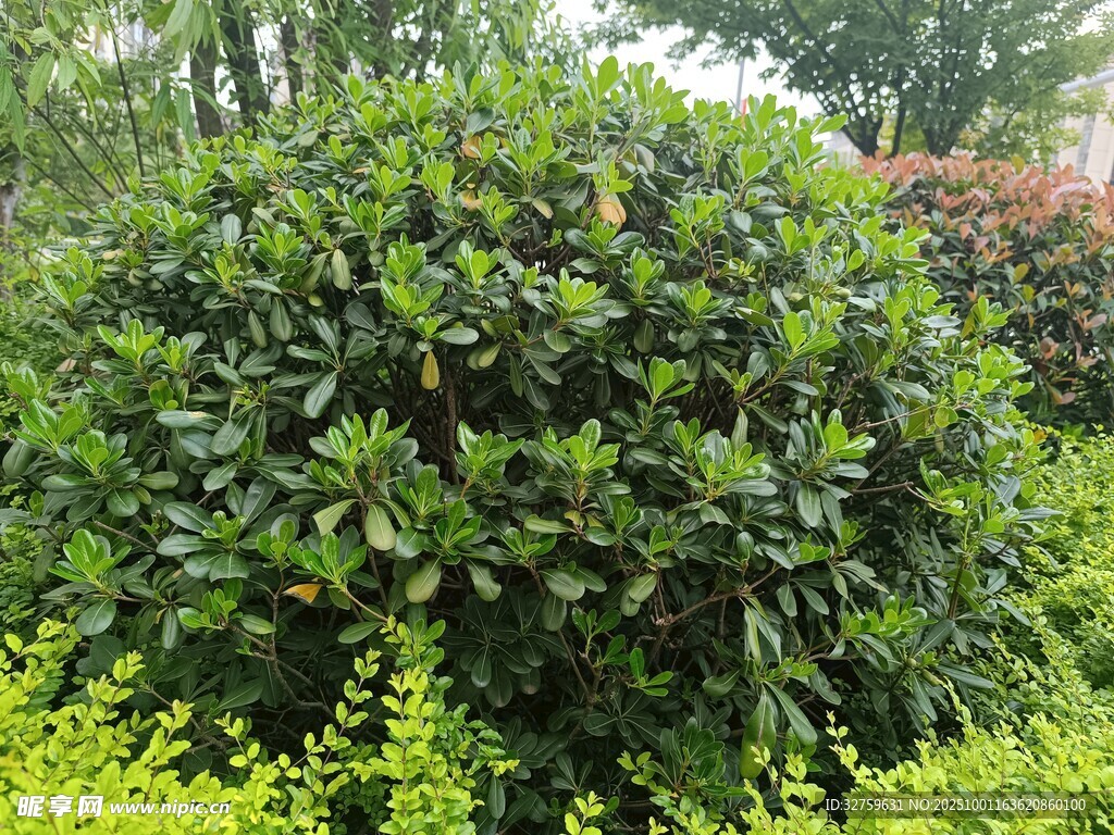 球形绿植