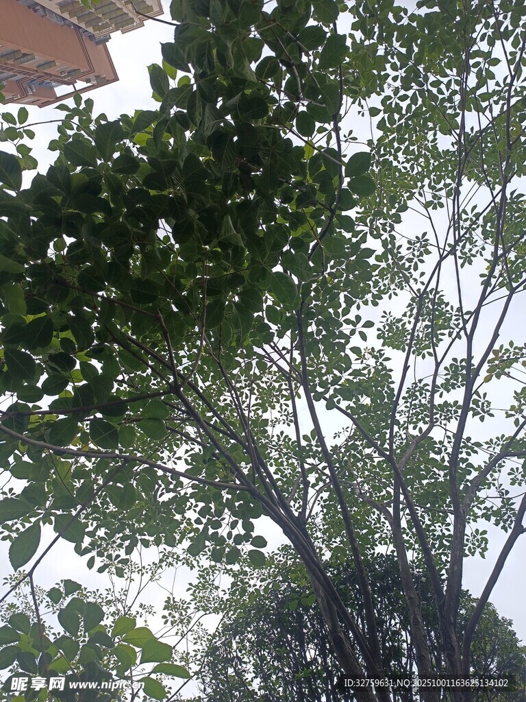 仰视繁茂绿树树冠