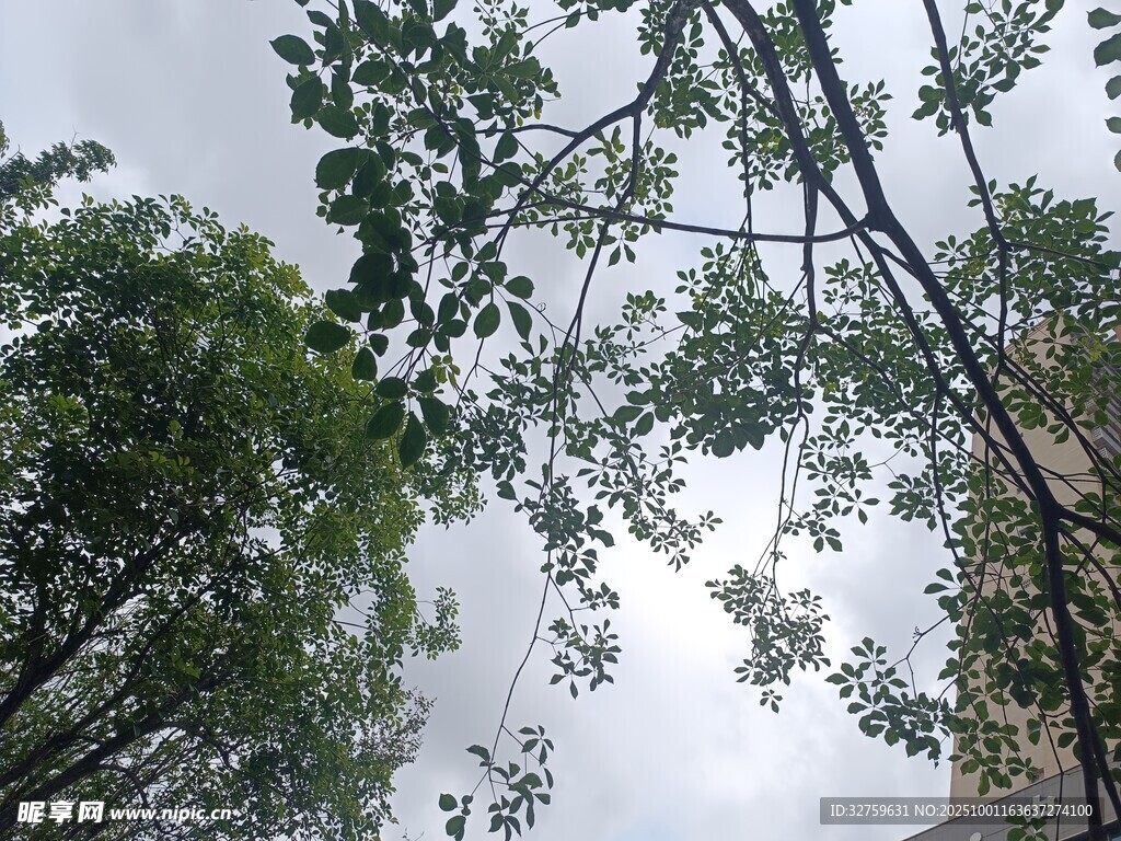 仰视葱郁树木与天空