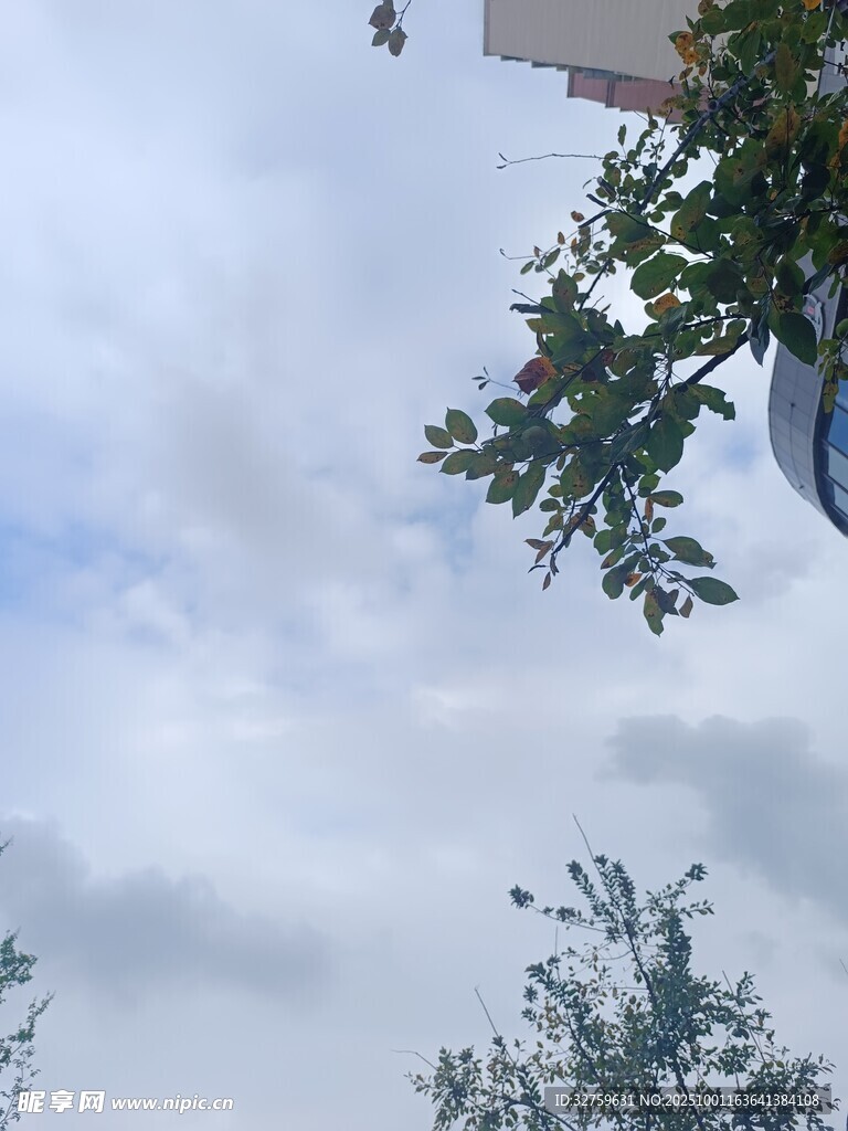 蓝天白云下的树梢景致
