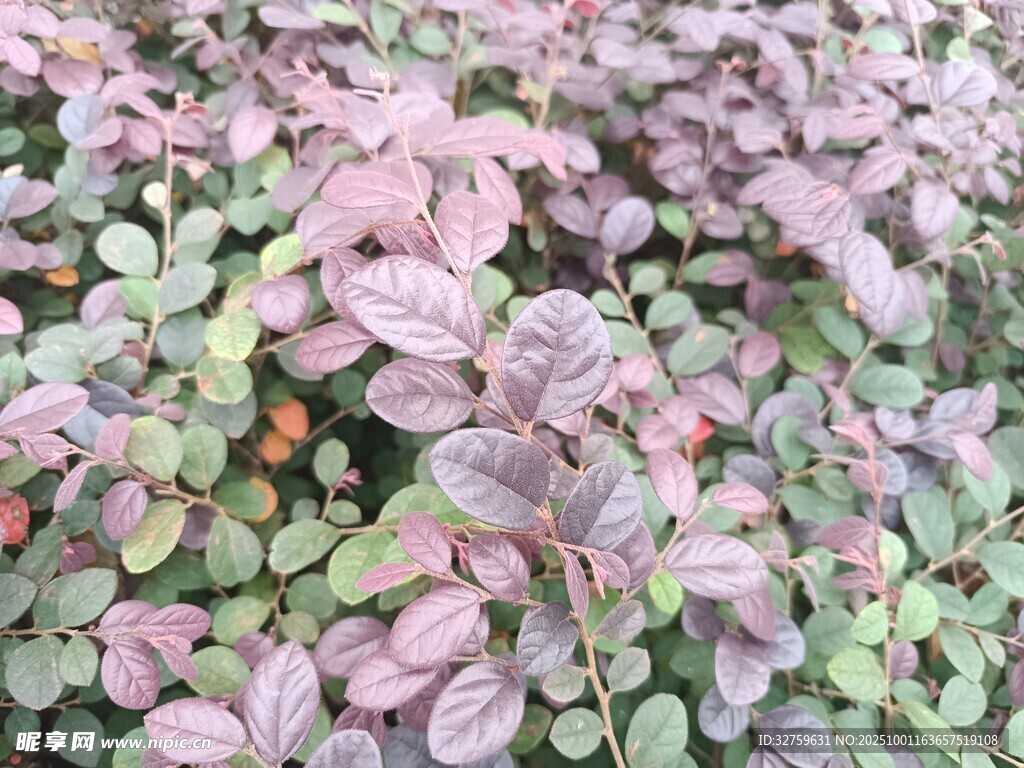 紫叶小檗植物特写