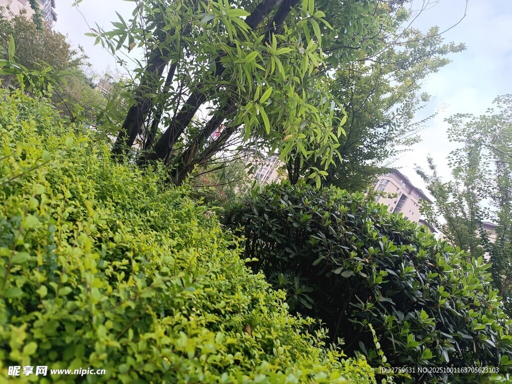 绿意盎然的繁茂植物景观