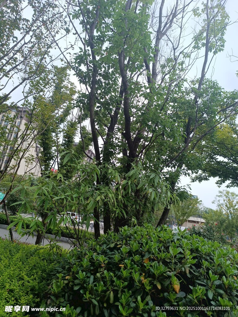 繁茂绿树与周边绿植景观