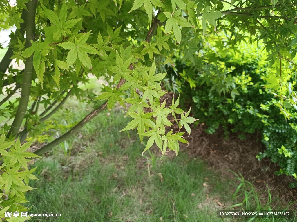 绿叶繁茂的林间景象