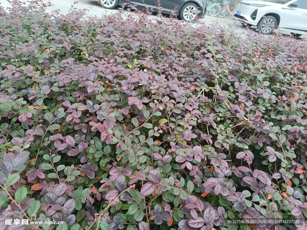 紫叶植物景观