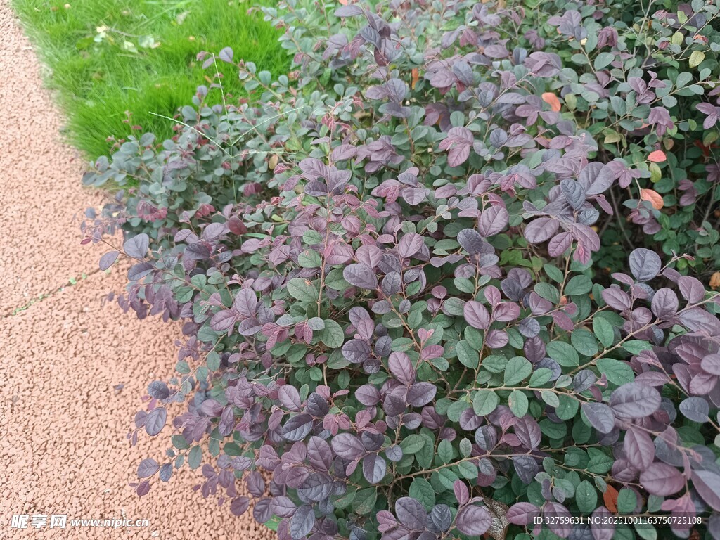 紫叶灌木植物景观