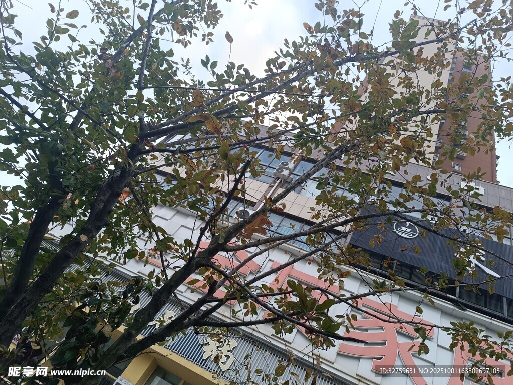透过枝叶看建筑上的字
