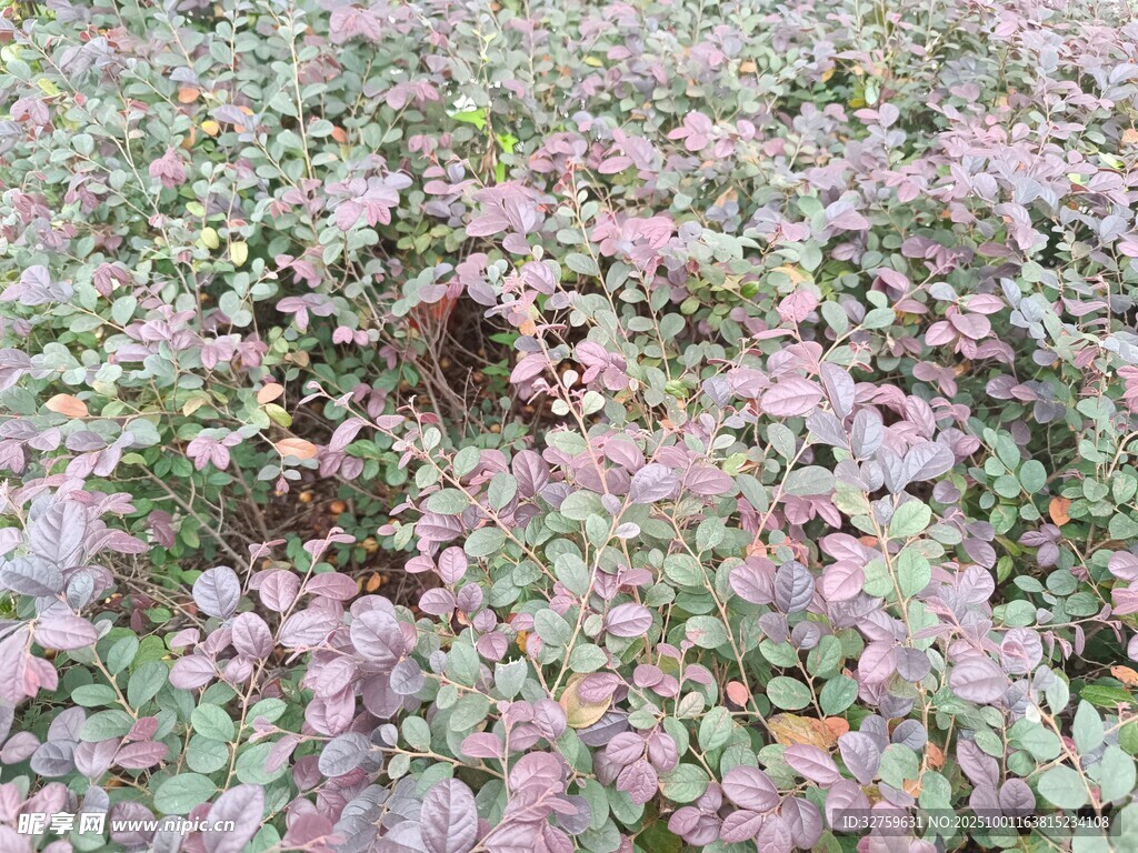 粉色三叶草铺满地面