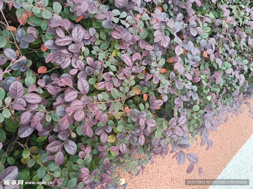 紫叶植物墙景观
