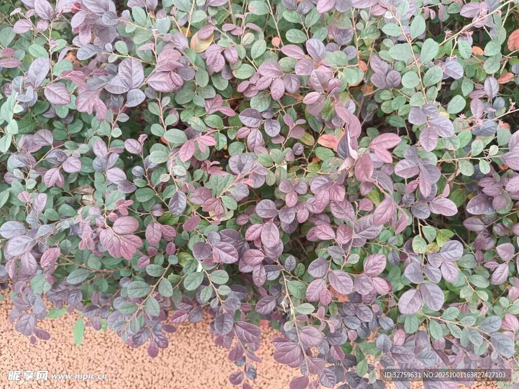 紫色绿色相间的植物群落