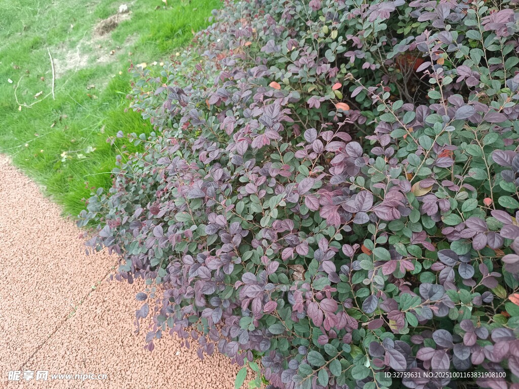 路边紫色植物与绿草