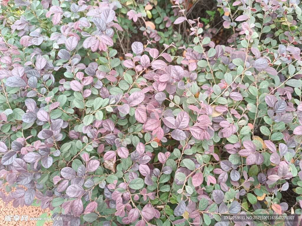 粉色叶片植物特写