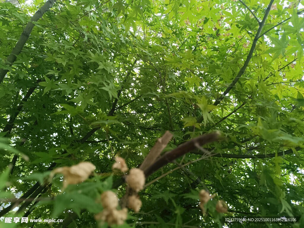 绿叶间的毛茸茸植物