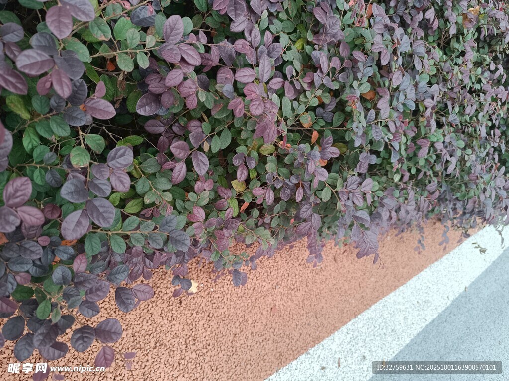 路边多彩植物景观