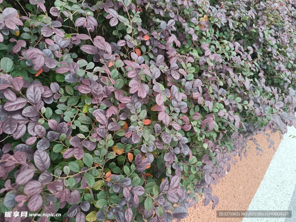 紫叶植物墙景观