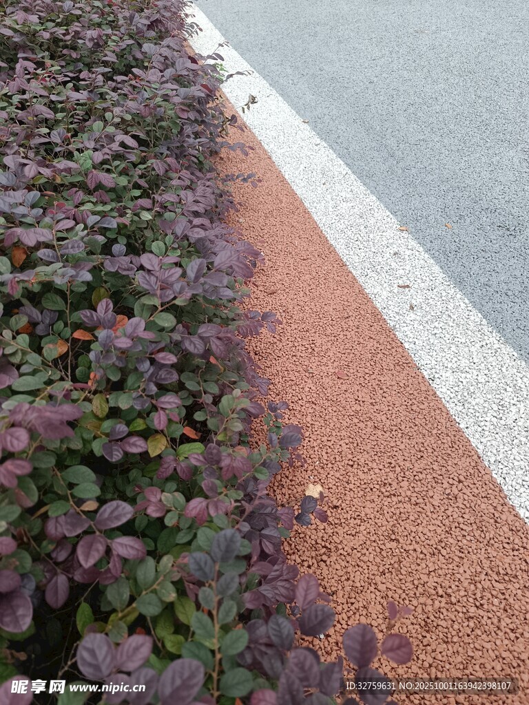 路边紫叶灌木景观