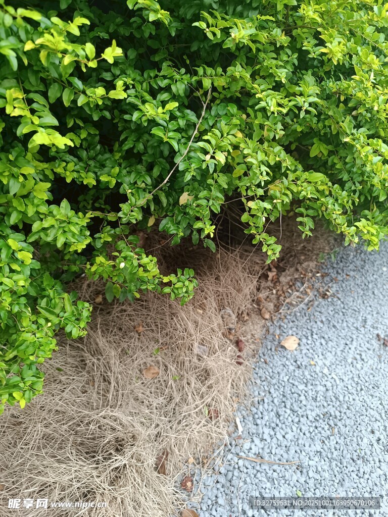 路边绿植与裸露泥土