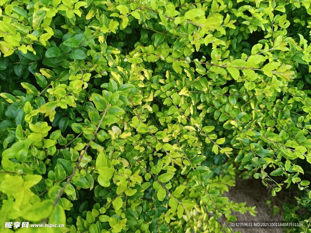 翠绿繁茂的爬藤植物
