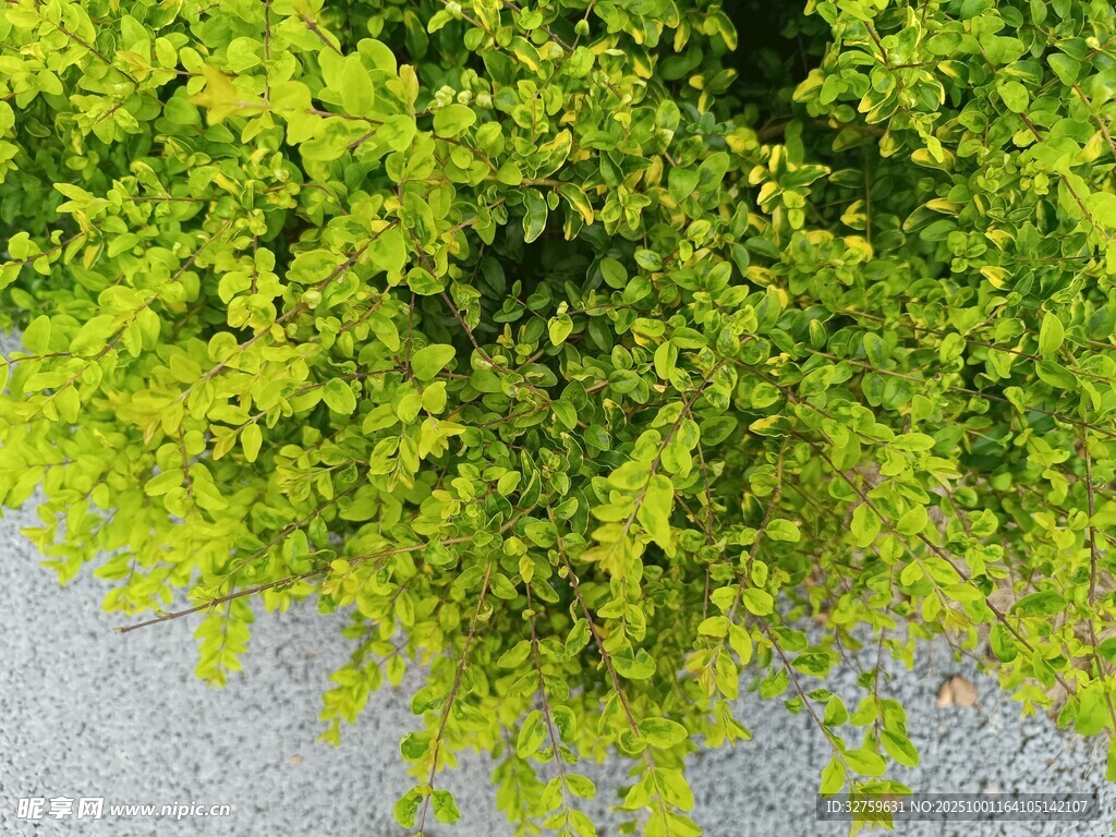 翠绿植物垂于灰色地面
