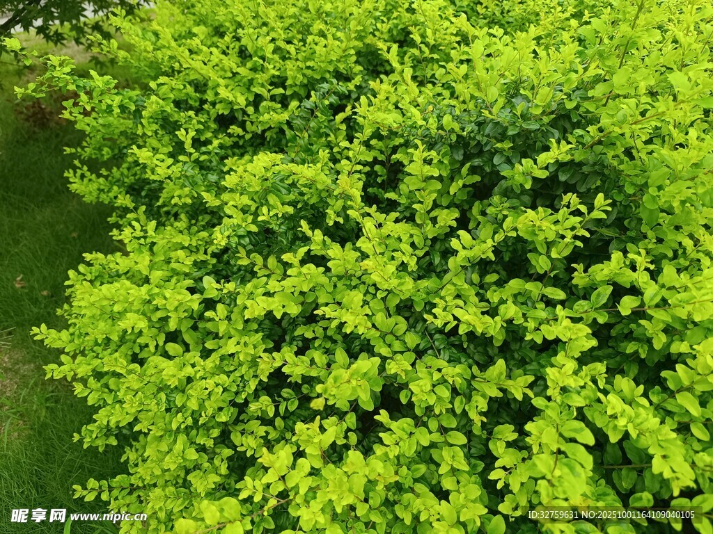 翠绿繁茂的灌木植物