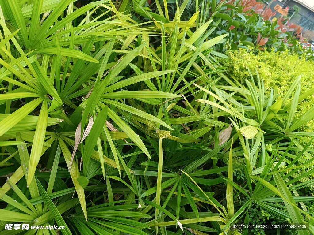 翠绿竹叶植物特写