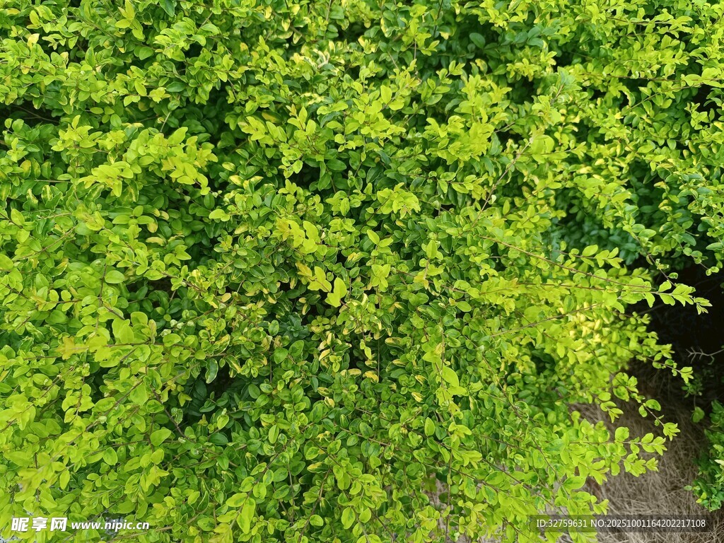 翠绿繁茂的树叶景观