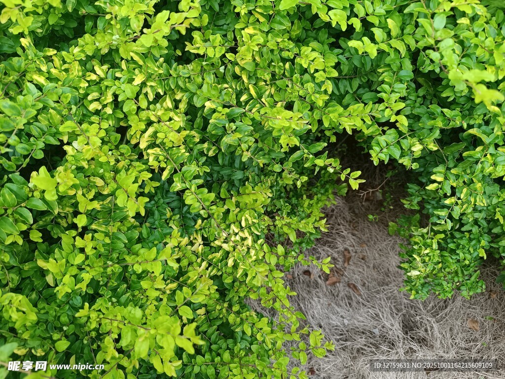 翠绿繁茂的植物景观