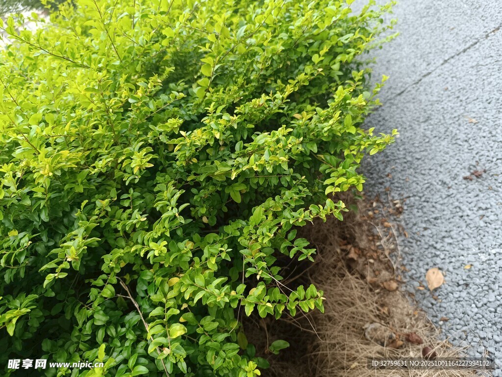 路边翠绿灌木丛