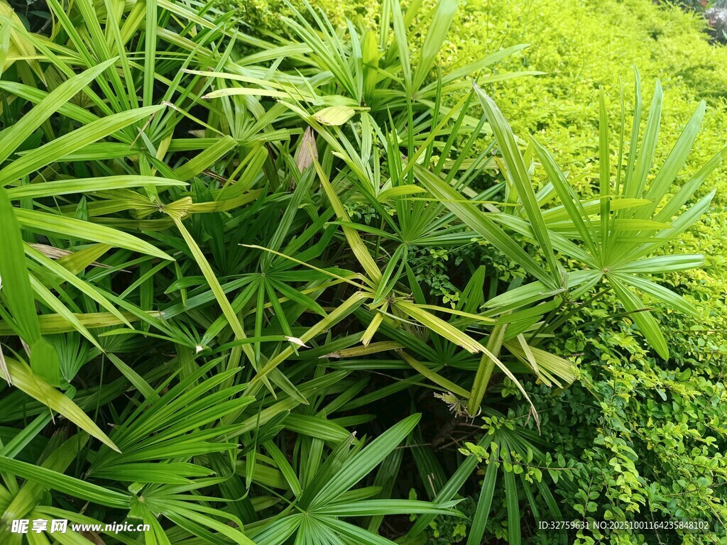 翠绿繁茂的多样植物