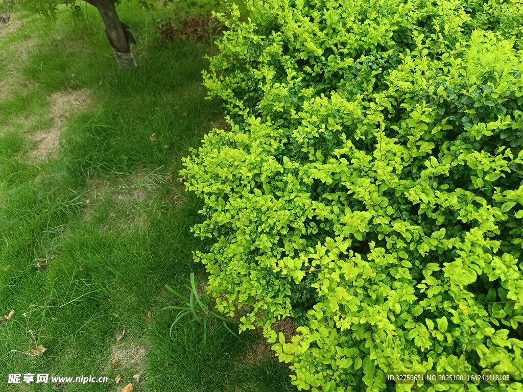 翠绿灌木与草地俯瞰景象