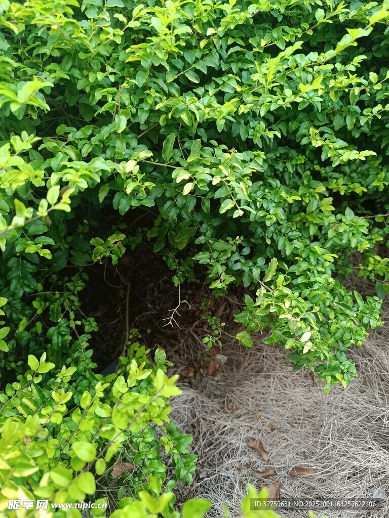 翠绿繁茂的灌木丛