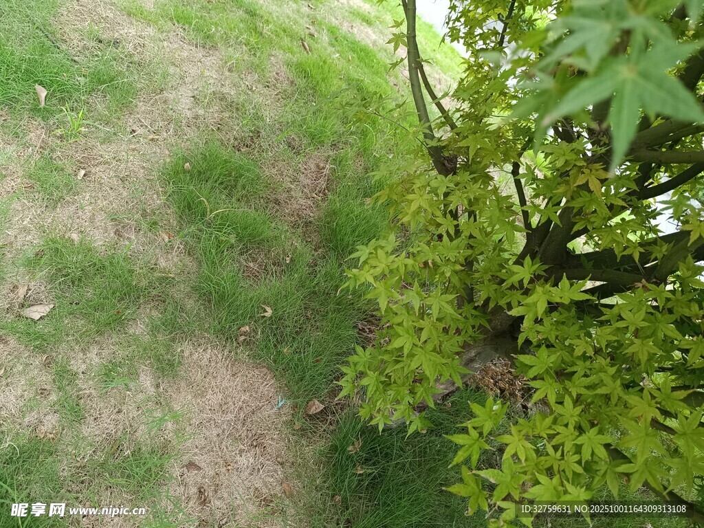 绿叶繁茂的地面植物景观