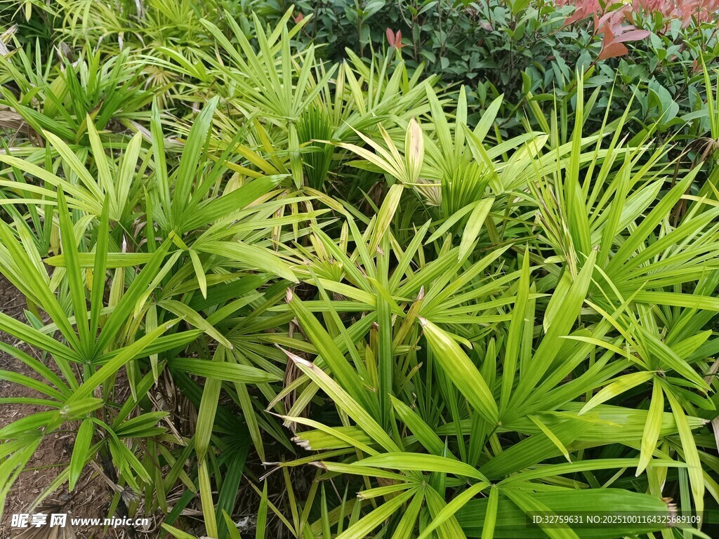 翠绿竹叶植物景观