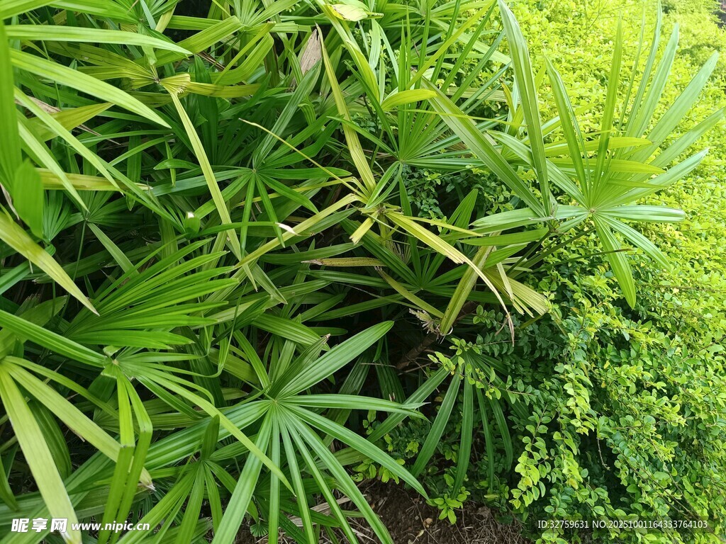 翠绿繁茂的热带植物景观