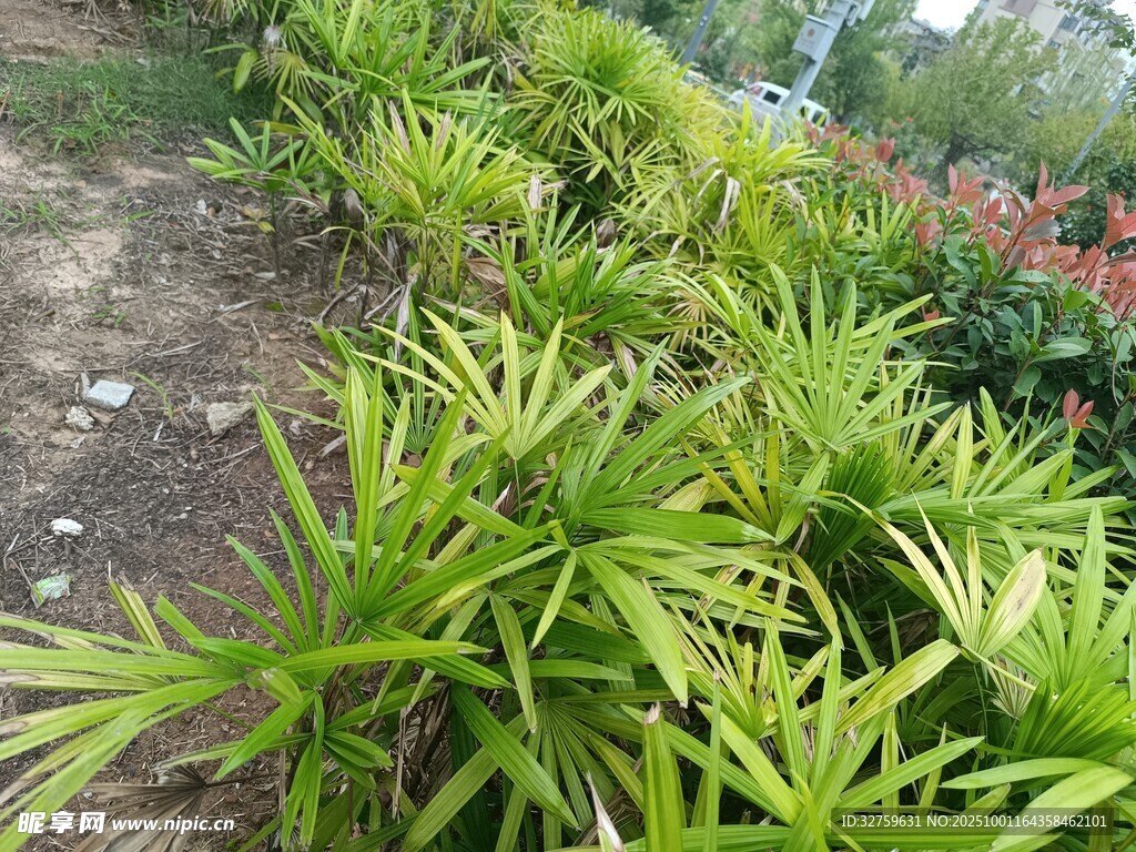 翠绿龙舌兰植物景观