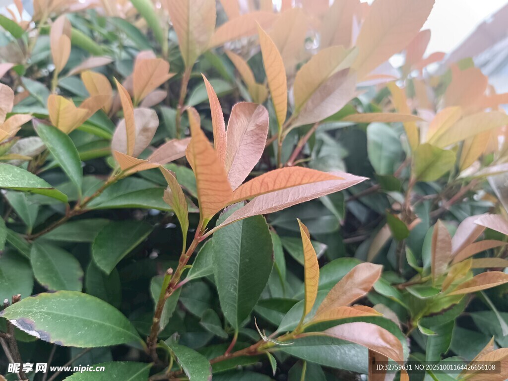 色彩斑斓的绿叶植物