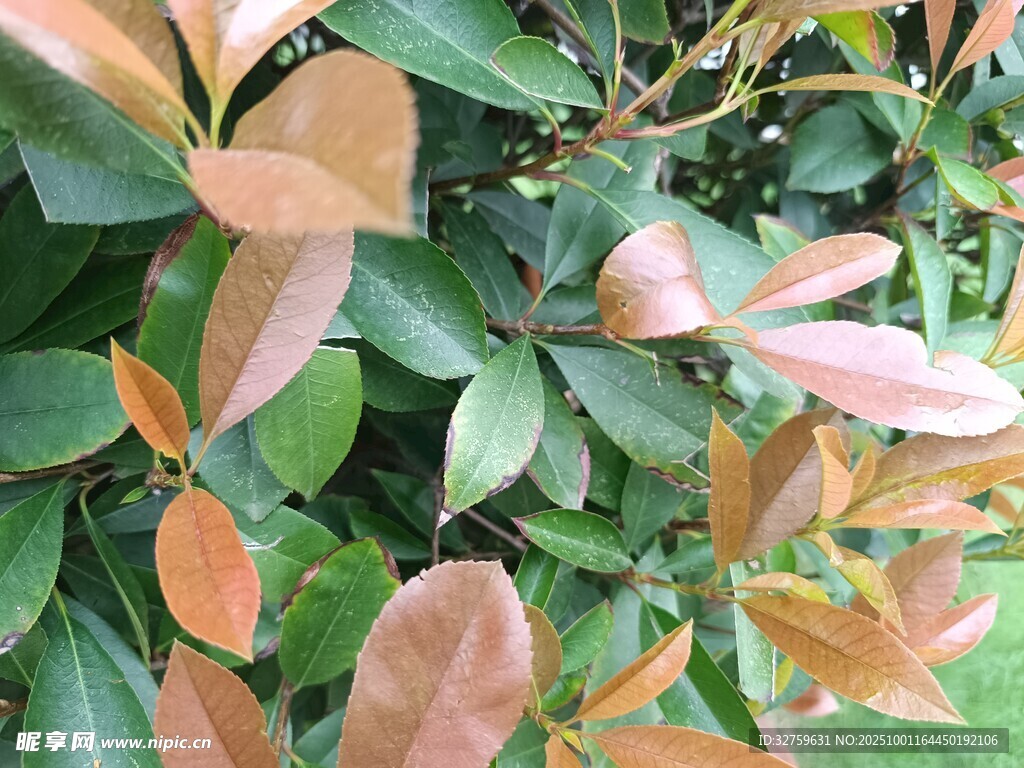 红叶绿叶交织的植物景观