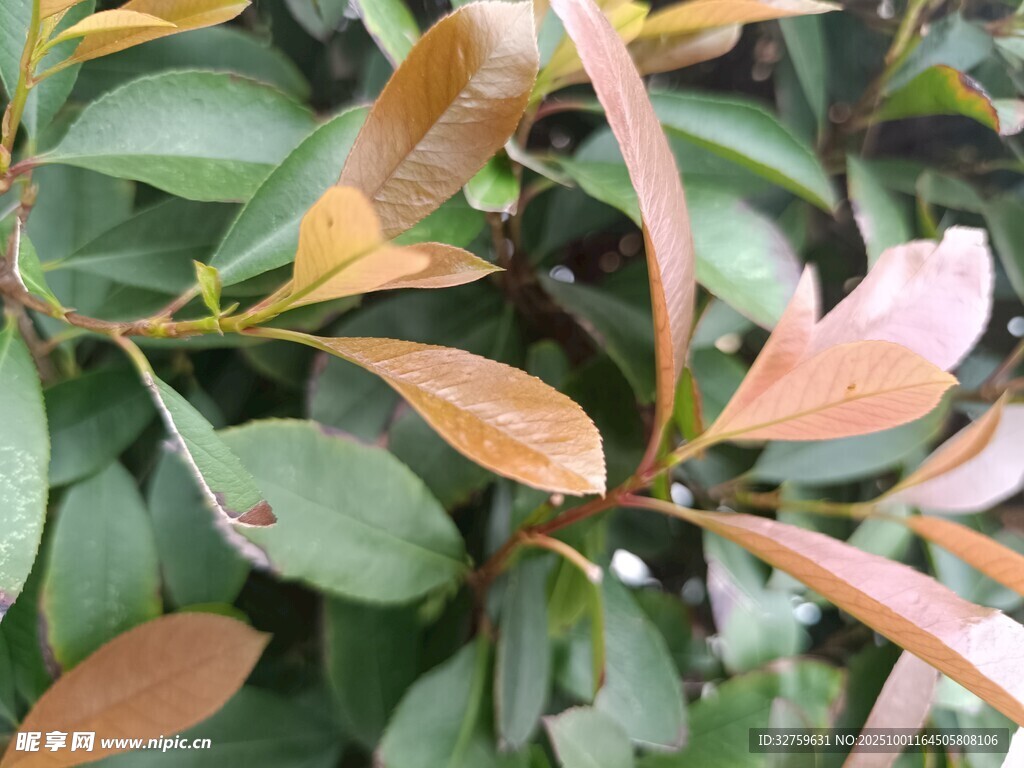 彩叶灌木叶片特写