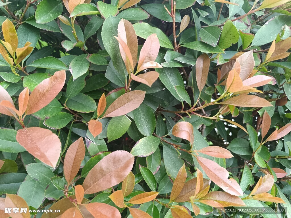 多彩叶片植物特写