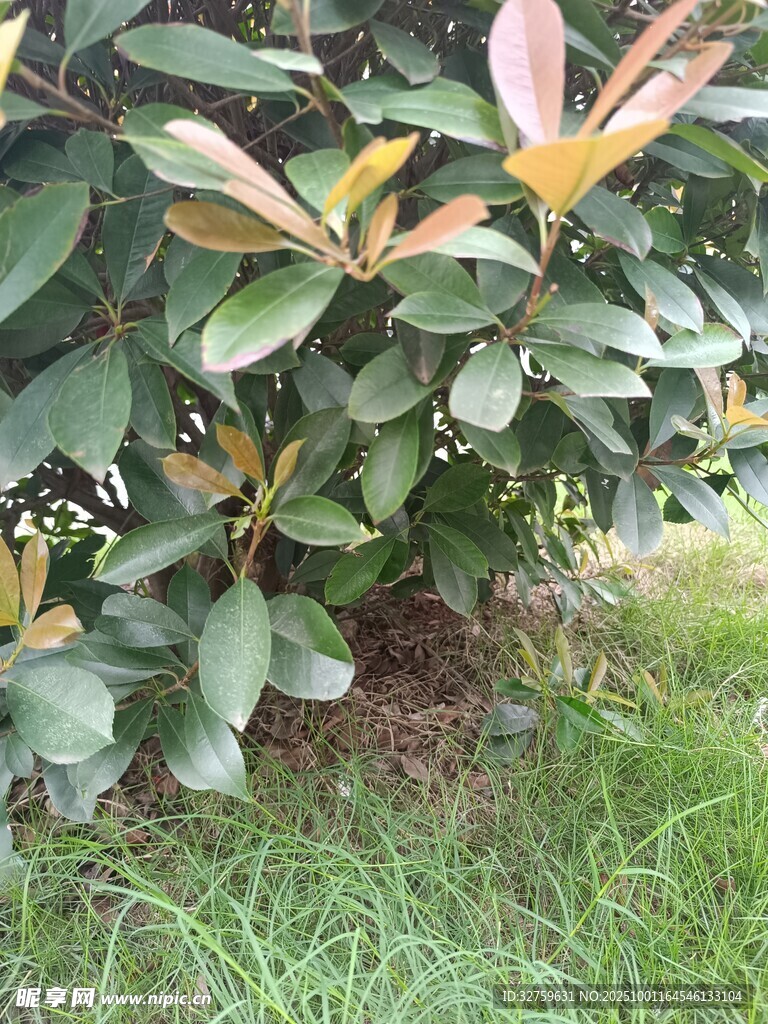 绿叶间的多彩植物
